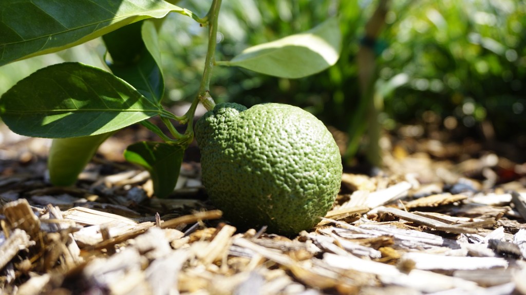 When Lyf Gives You a&nbsp;Lemon…